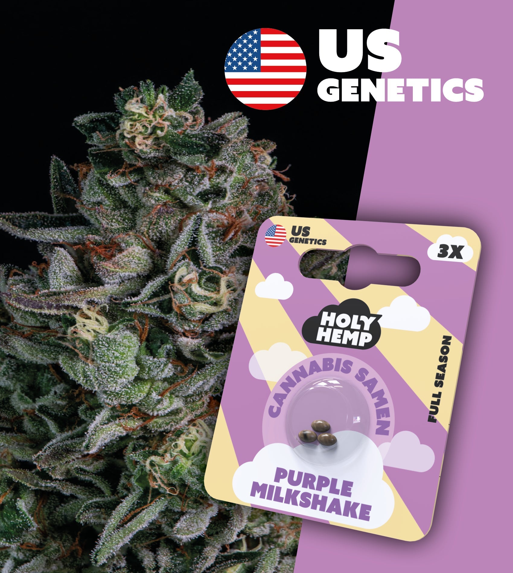 Feminisierte Cannabissamen Purple Milkshake Full Season Holy Hemp