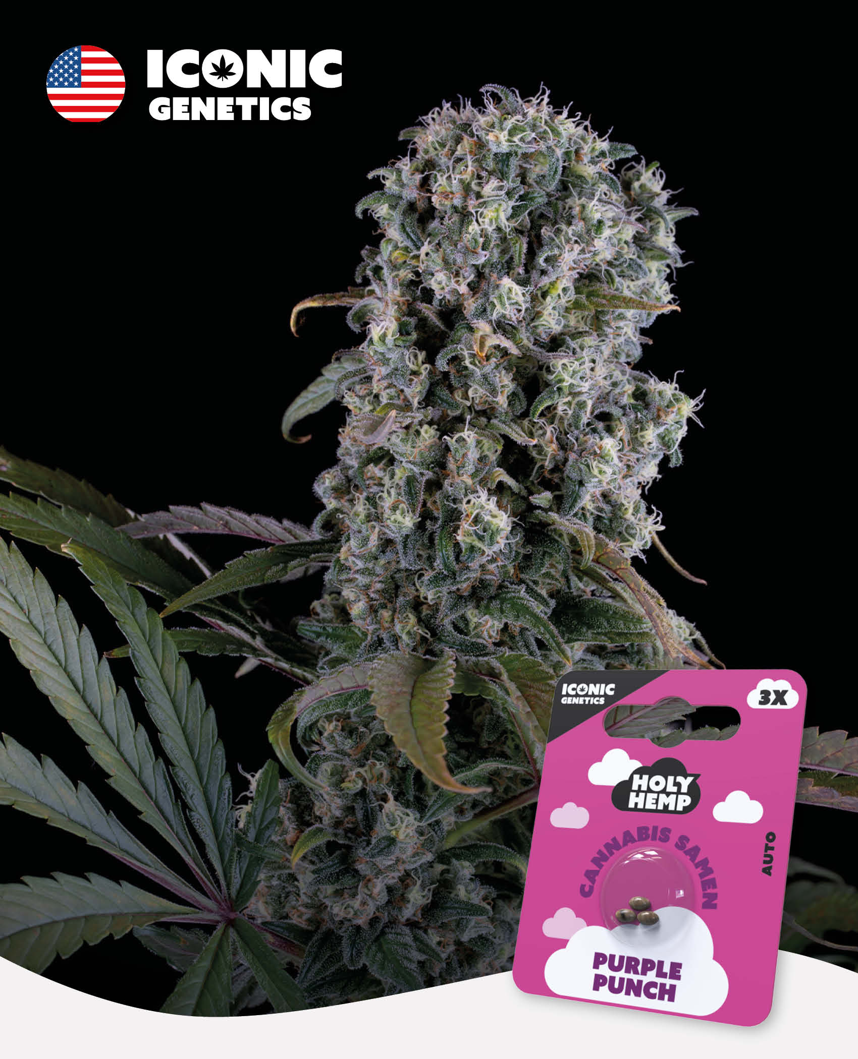 Purple Punch - Iconic Seeds