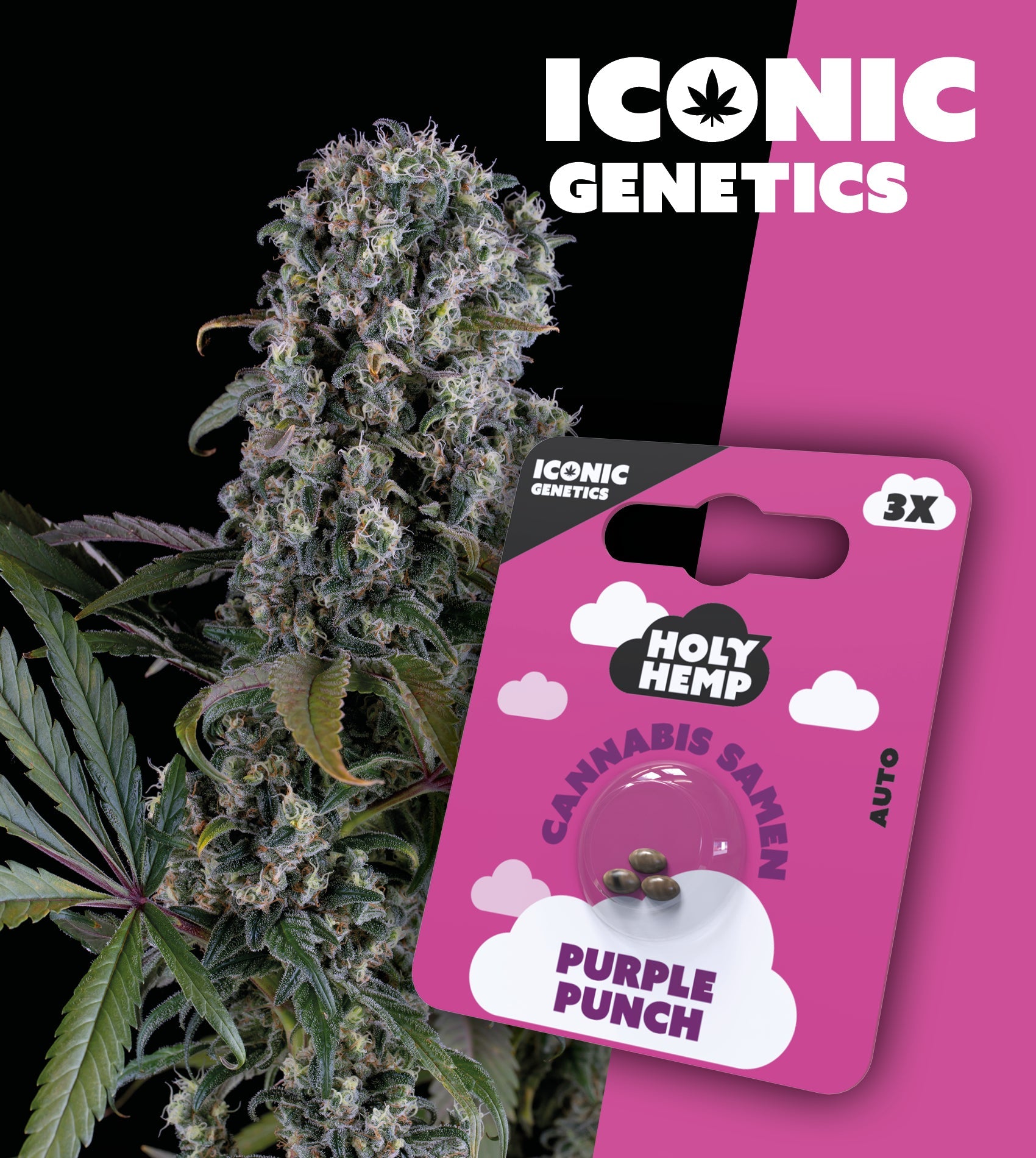 Holy Hemp Cannabissamen Purple Punch Auto Flowering