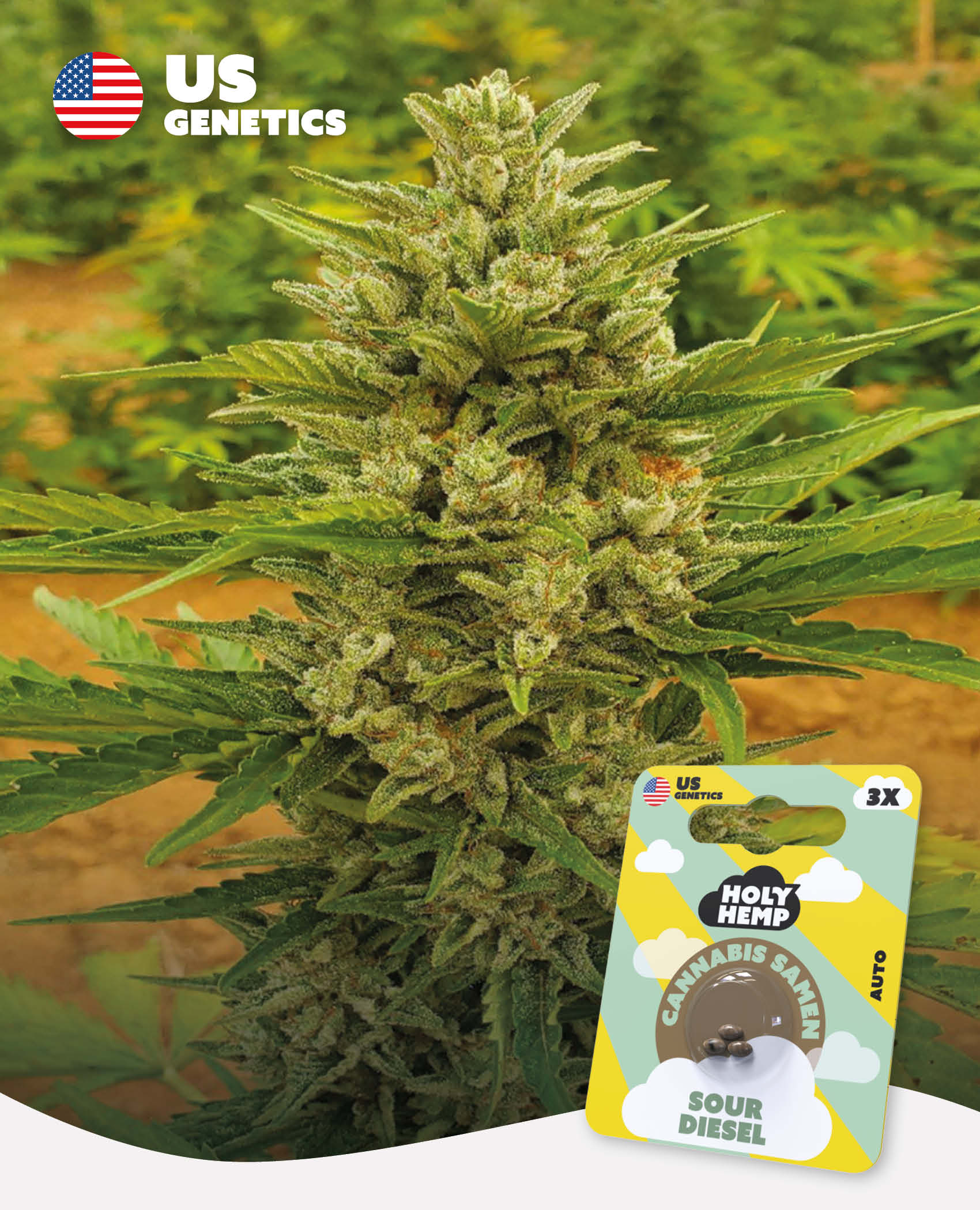 Sour Diesel - Cali Seeds