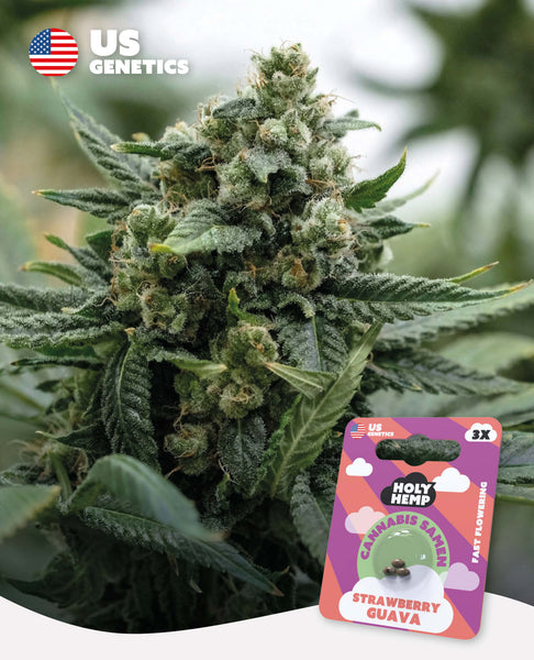 strawberry guava bloom seed co Strawberry Guava Cannabis Seeds