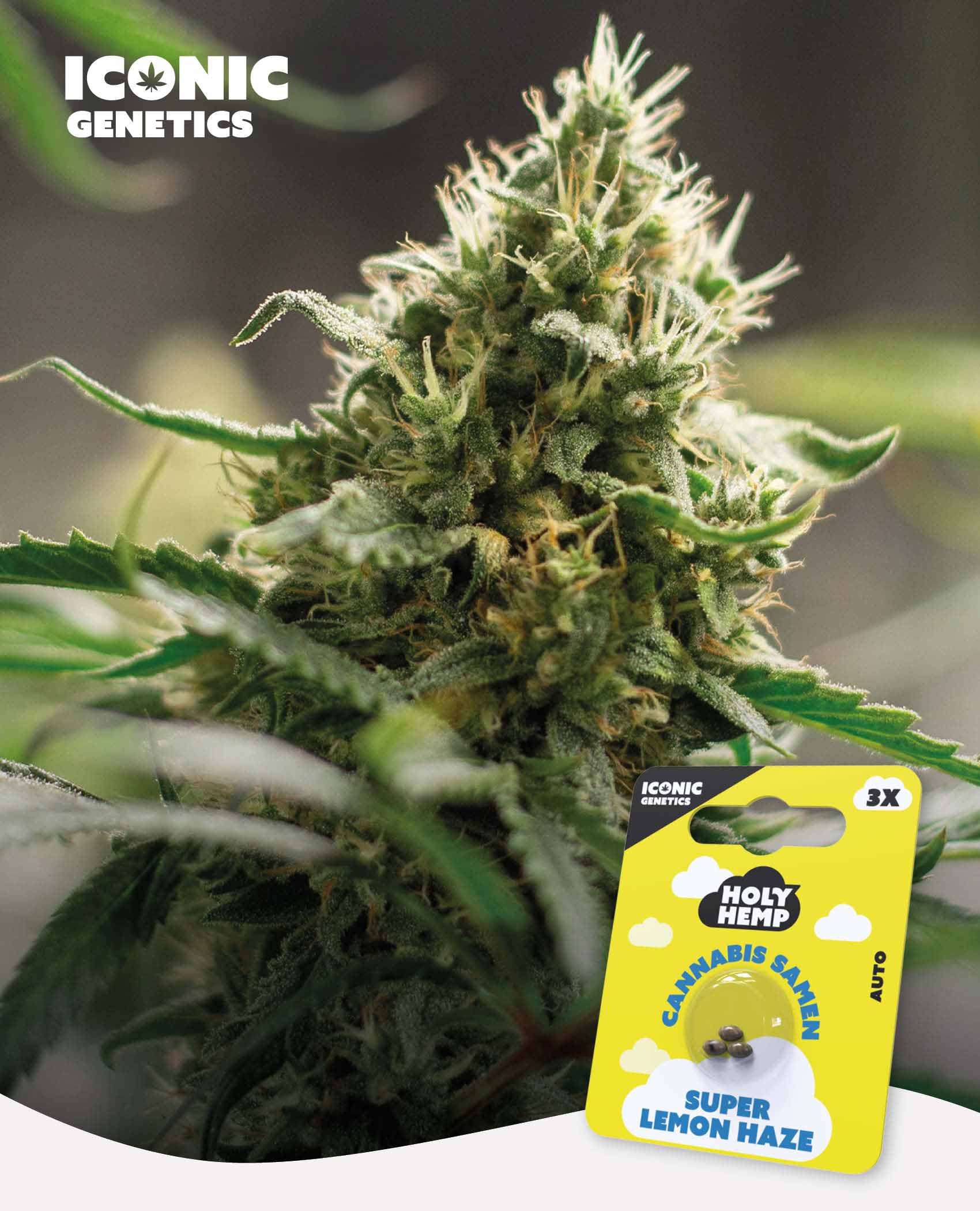 Super Lemon Haze Automatic