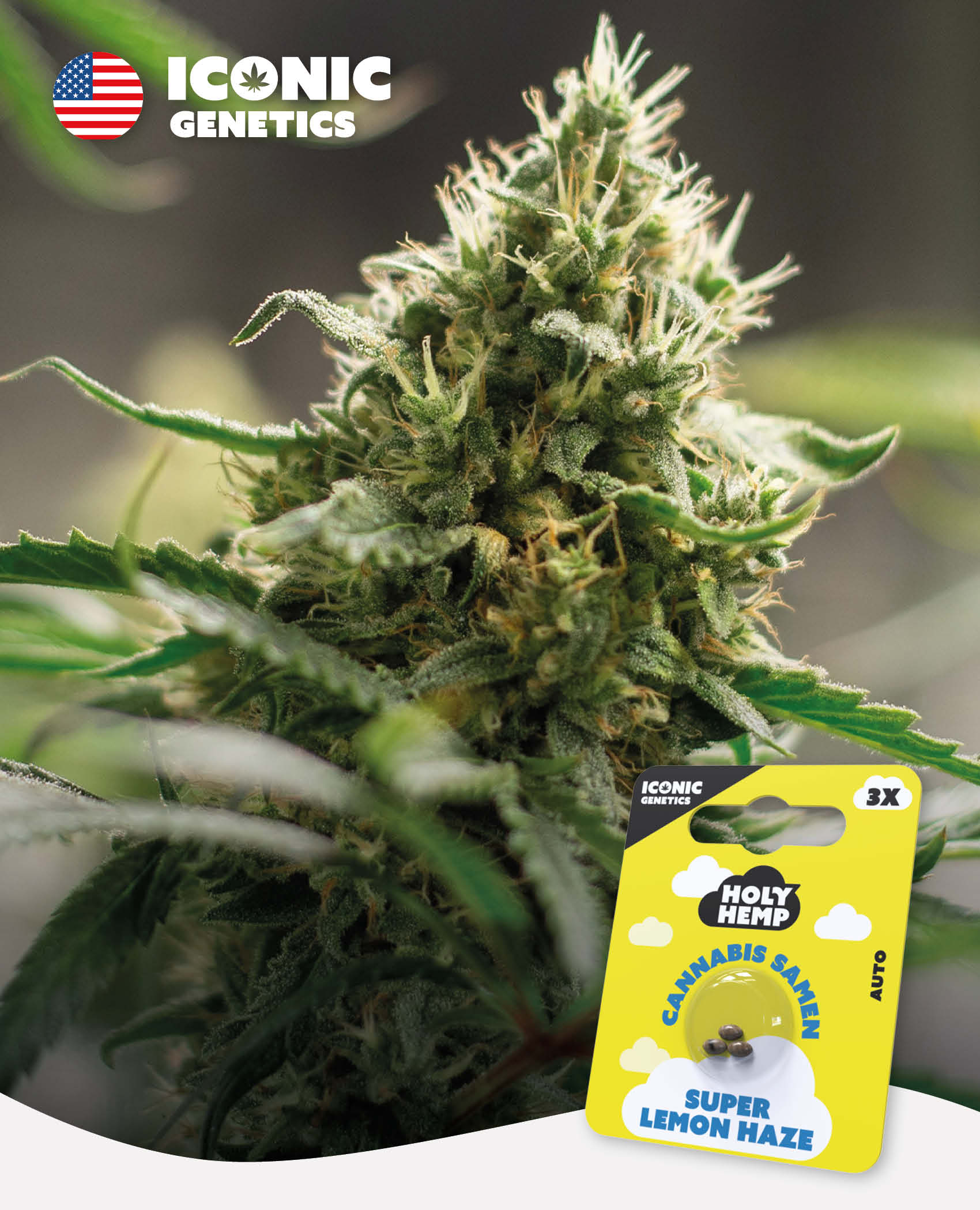 Super Lemon Haze - Iconic Seeds