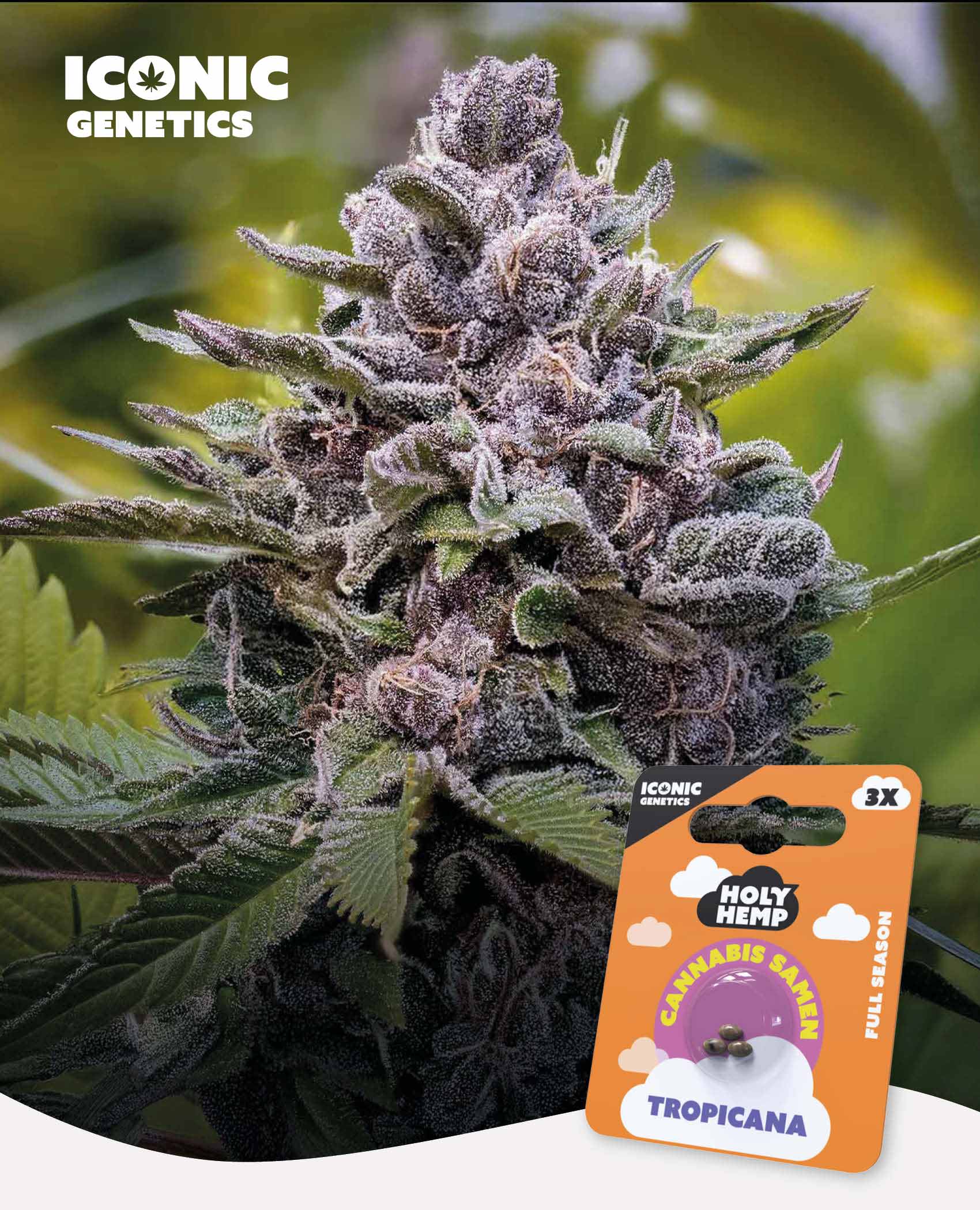 Tropicana Cannabis Seeds - Iconic Genetics