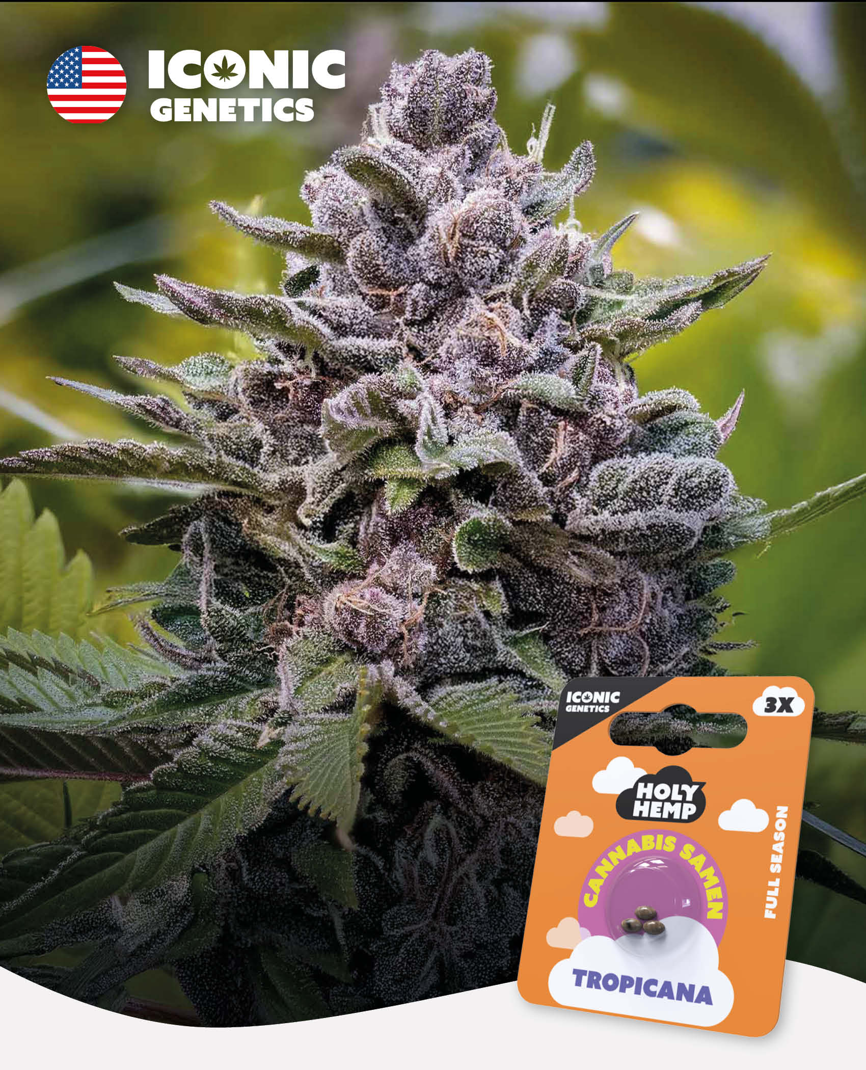 Tropicana - Iconic Seeds