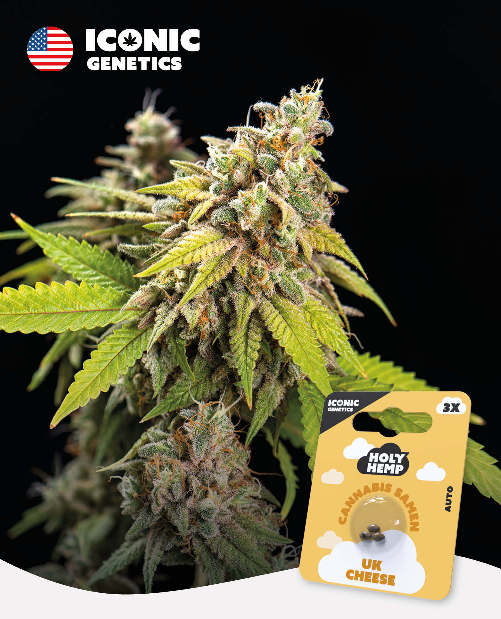 UK Cheese - Iconic Seeds