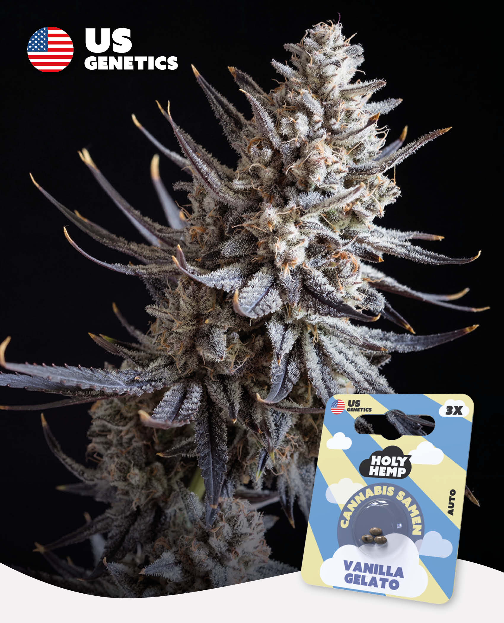 Vanilla Gelato - Cali Seeds